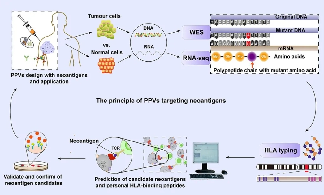 肿瘤疫苗崛起，开辟癌症免疫治疗新赛道！