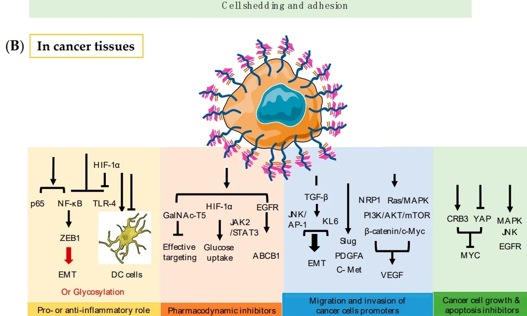 MUC黏蛋白，肿瘤免疫治疗潜力新星