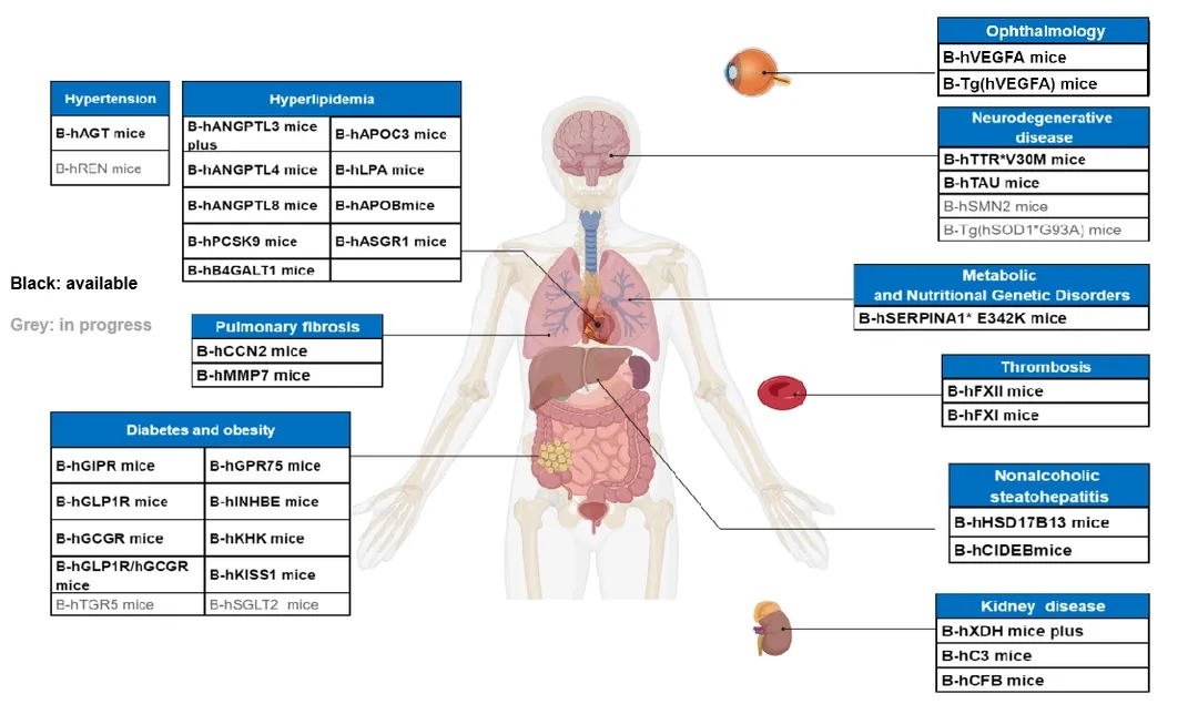 小核酸药物临床前动物模型的选择和应用