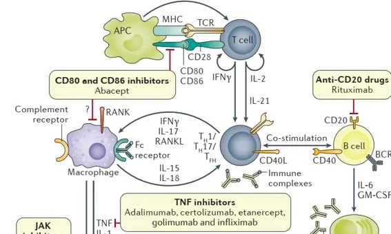 佐剂诱导的大鼠关节炎动物模型（AIA）