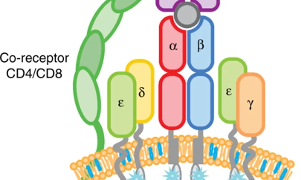 CD3双抗：肿瘤治疗的突破与自免领域的新机遇
