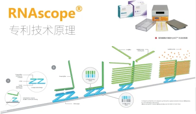 【病理专题】RNAscope技术介绍及应用