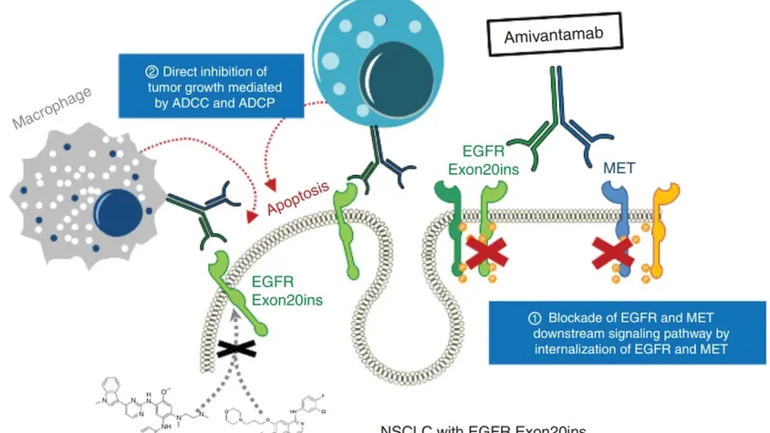 EGFR/MET | 有效克服耐药，NSCLC患者迎曙光！