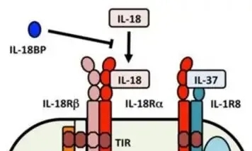 沉寂多年，IL-18亚家族迎来全新研究突破！