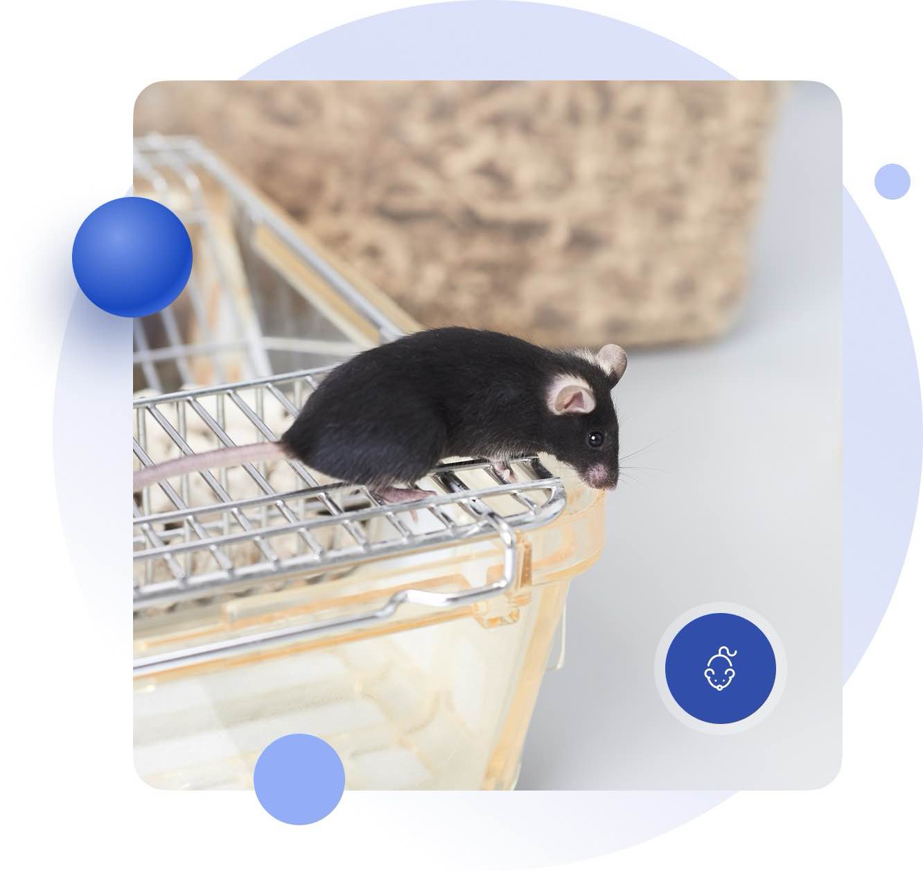 Hyperlipidemia/Atherosclerosis Models