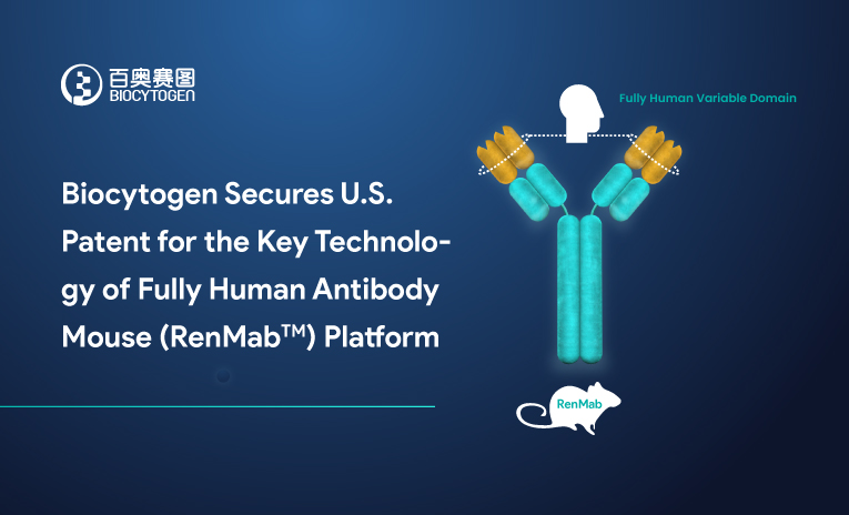 Biocytogen Secures U.S. Patent for Key Technology of the Fully Human Antibody Mouse (RenMab) Platform