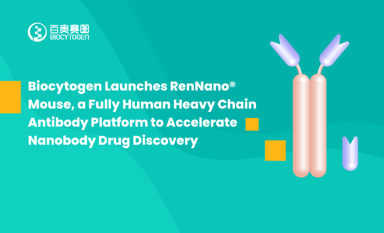 Biocytogen Launches RenNano&reg; Mouse, a Fully Human Heavy Chain Antibody Platform to Accelerate Nanobody Drug Discovery