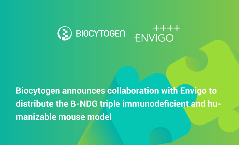 Biocytogen Announces Collaboration With Envigo To Distribute the B-NDG Triple Immunodeficient and Humanizable Mouse Model