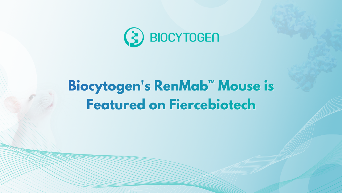 Biocytogen's RenMab&trade; Mouse is Featured on Fiercebiotech