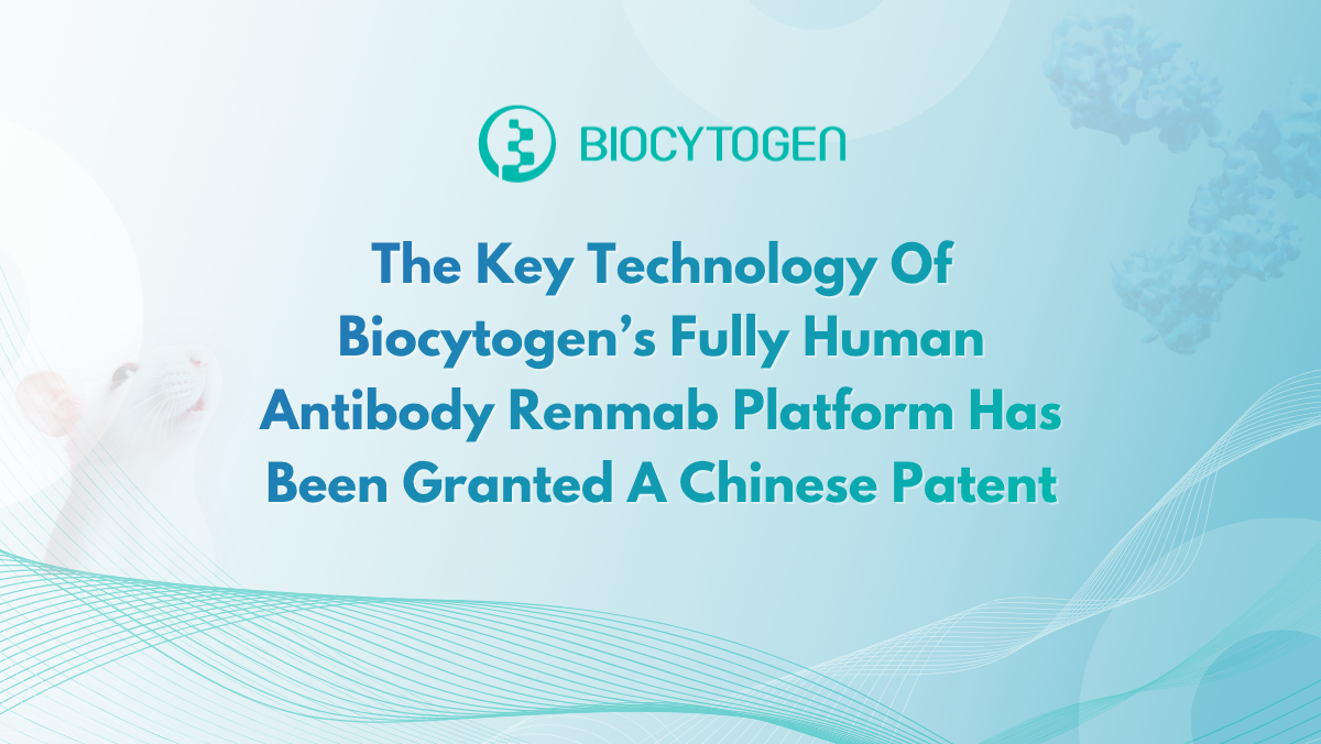 The Key Technology Of Biocytogen&rsquo;s Fully Human Antibody Renmab Platform Has Been Granted A Chinese Patent