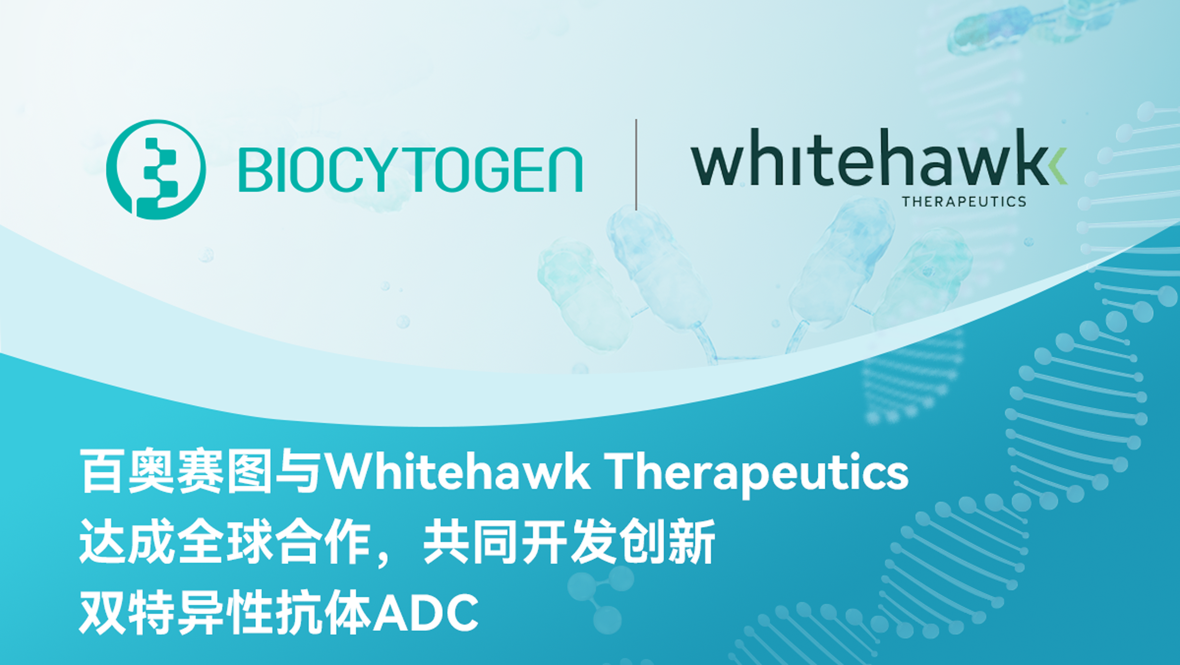 百奥赛图与Whitehawk Therapeutics达成全球合作，共同开发创新双特异性抗体ADC