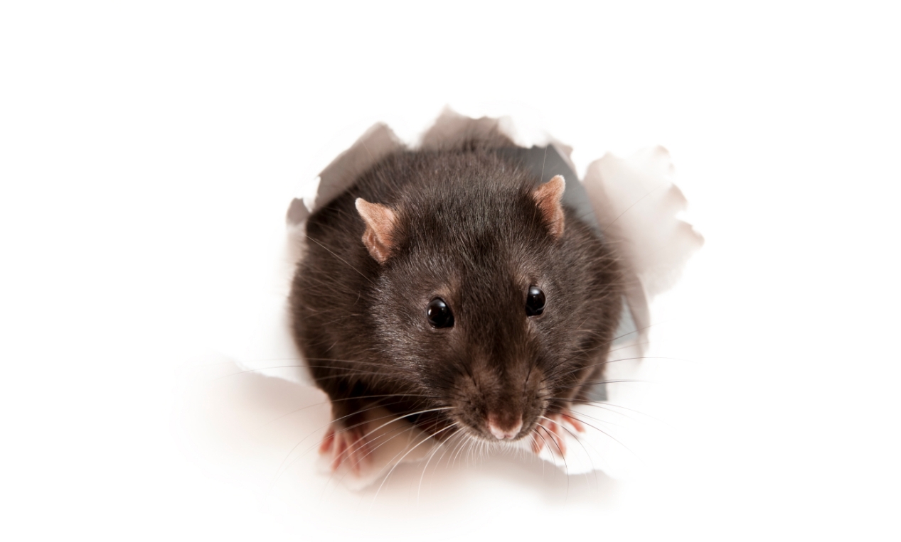 百奥赛图人源化小鼠模型登录国际顶级期刊