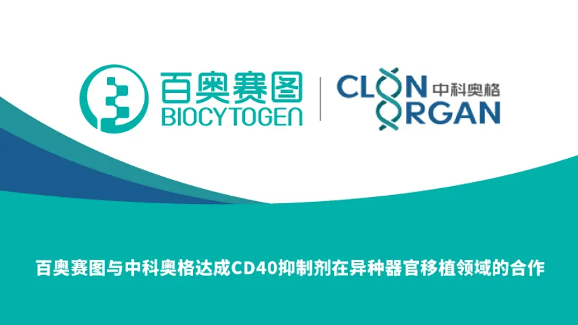 百奥赛图与中科奥格达成CD40抗体抑制剂在异种器官移植领域的合作