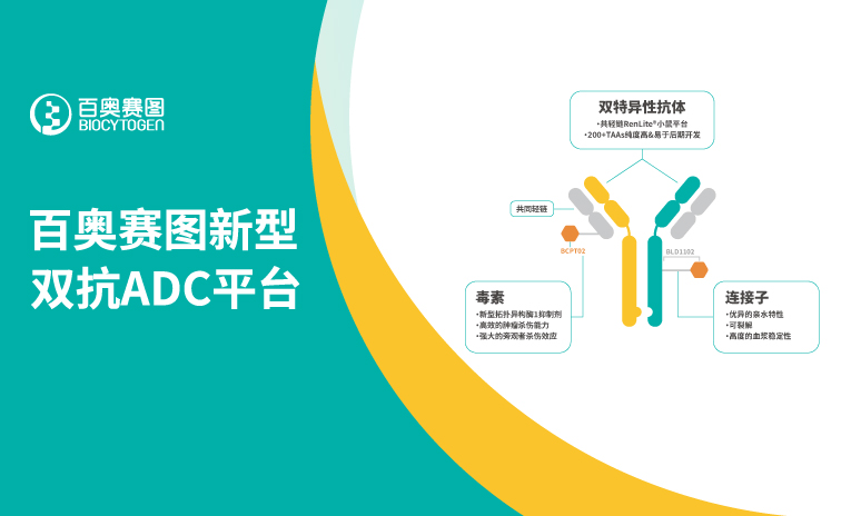 百奥赛图祝贺合作伙伴多玛医药双抗ADC DM001获得美国FDA IND批准