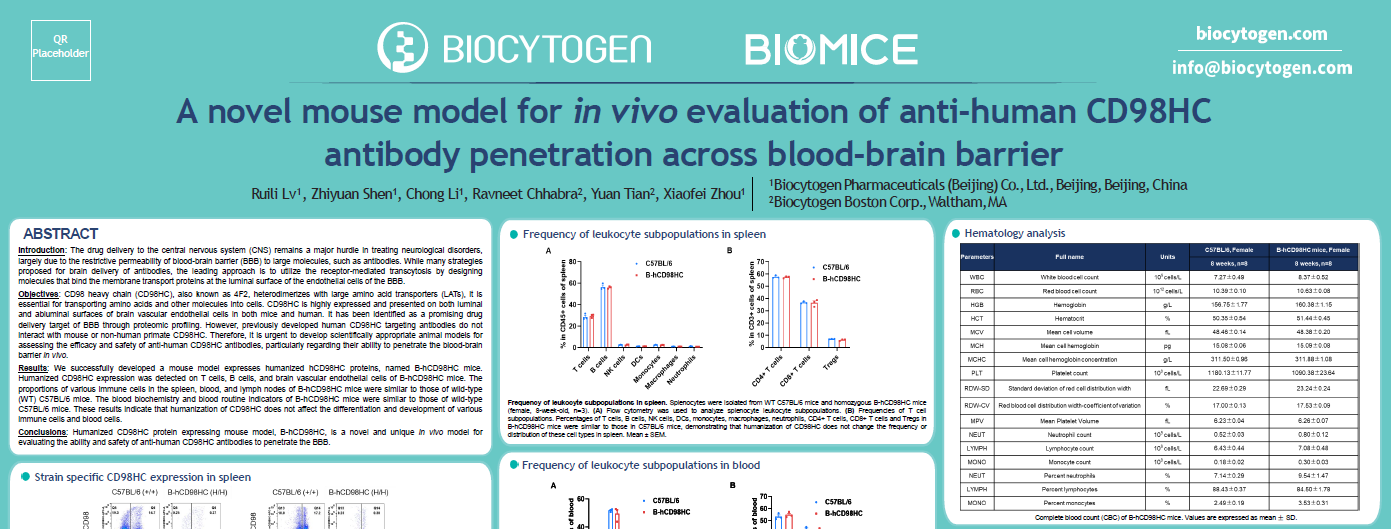 SFN 2024: A novel mouse model for in vivo evaluation of anti-human CD98HC antibody penetration across blood-brain barrier