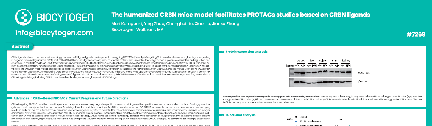 AACR 2025: The humanized CRBN mice model facilitates PROTACs studies based on CRBN ligands