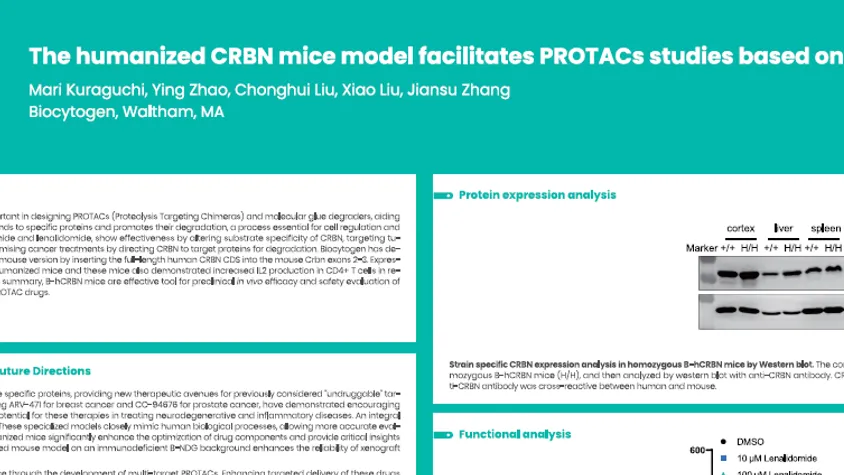 AACR 2025: The humanized CRBN mice model facilitates PROTACs studies based on CRBN ligands