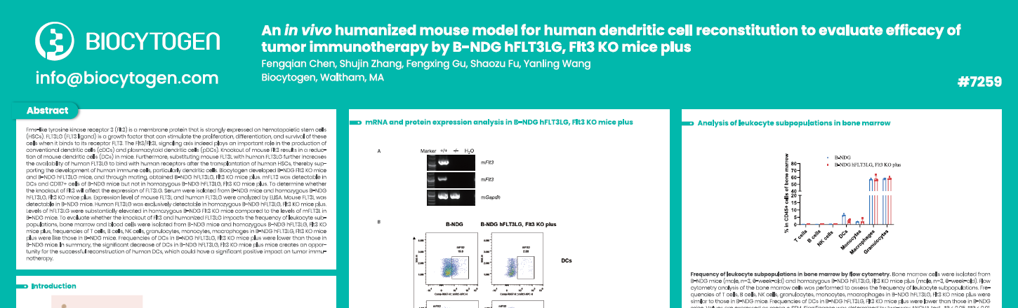 AACR 2025: An in vivo humanized mouse model for human dendritic cell reconstitution to evaluate efficacy of tumor immunotherapy by B-NDG Flt3 KO mice