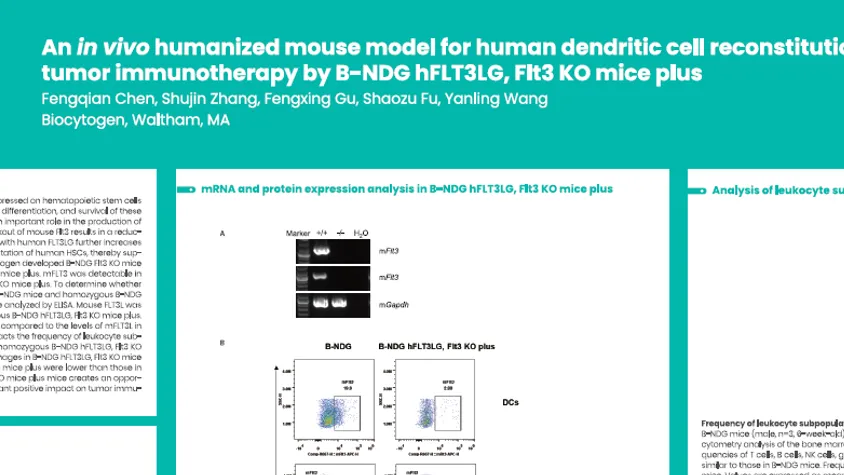 AACR 2025: An in vivo humanized mouse model for human dendritic cell reconstitution to evaluate efficacy of tumor immunotherapy by B-NDG Flt3 KO mice