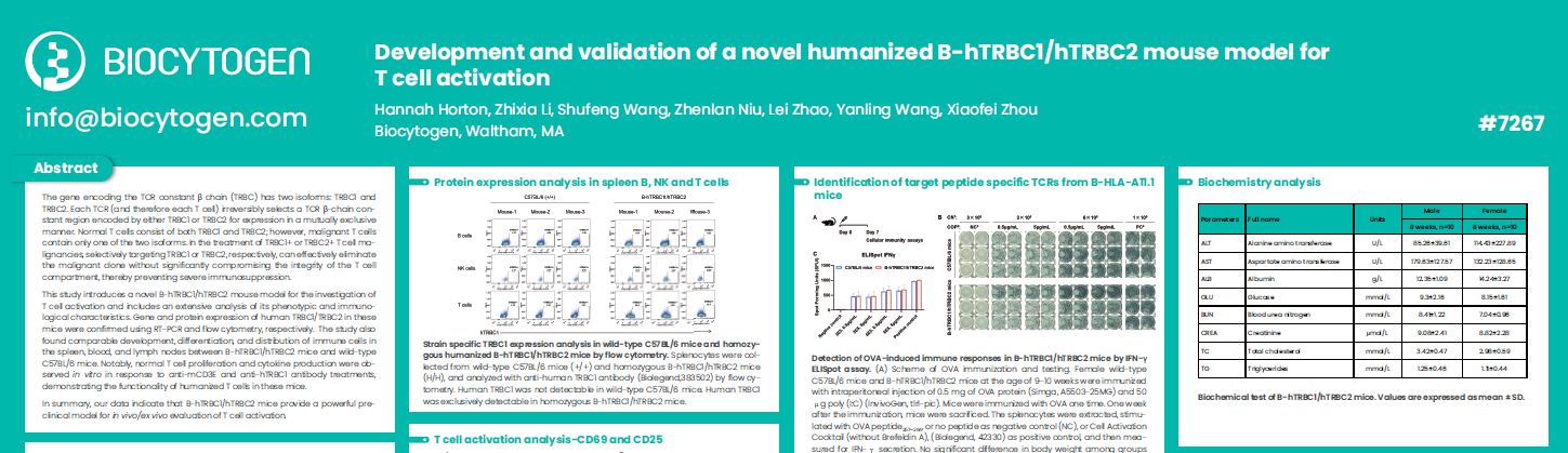 AACR 2025:Development and validation of a novel humanized B-hTRBC1/hTRBC2 mouse model for T cell activation