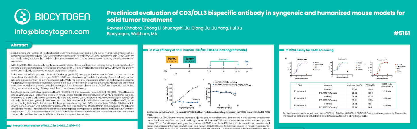 AACR 2025: Preclinical evaluation of CD3/DLL3 bispecific antibody in syngeneic and humanized mouse models for solid tumor treatment