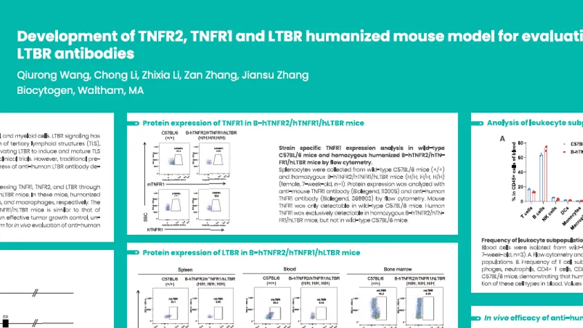 AACR 2025: Development of TNFR2, TNFR1 and LTBR humanized mouse model for evaluating anti-human LTBR antibodies