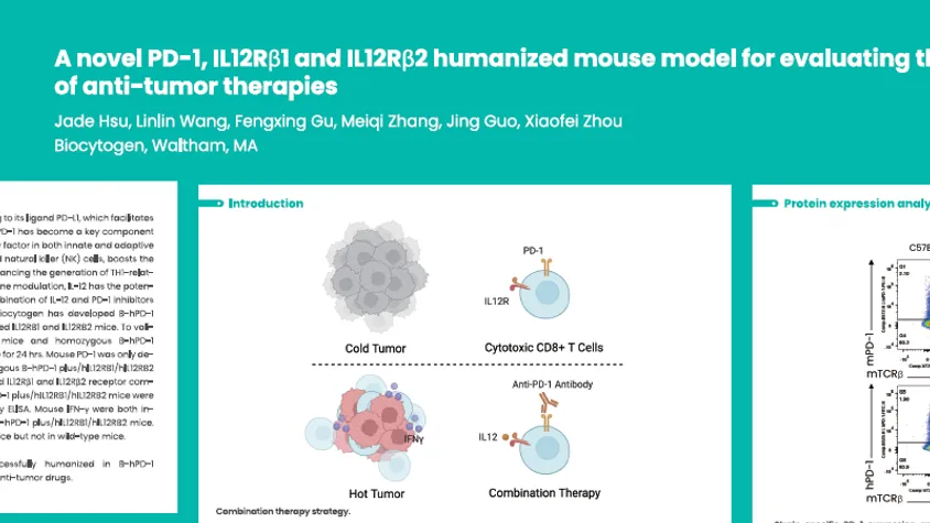 AACR 2025: A novel PD-1, IL12Rβ1 and IL12Rβ2 humanized mouse model for evaluating the combined efficacy of anti-tumor therapies