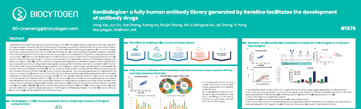 AACR 2025: RenBiologics- a fully human antibody library generated by RenMice facilitates the development of antibody drugs
