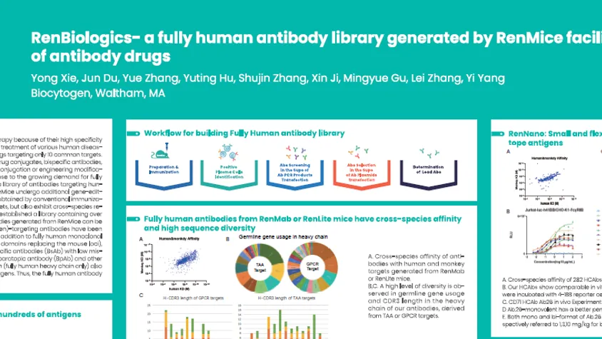 AACR 2025: RenBiologics- a fully human antibody library generated by RenMice facilitates the development of antibody drugs