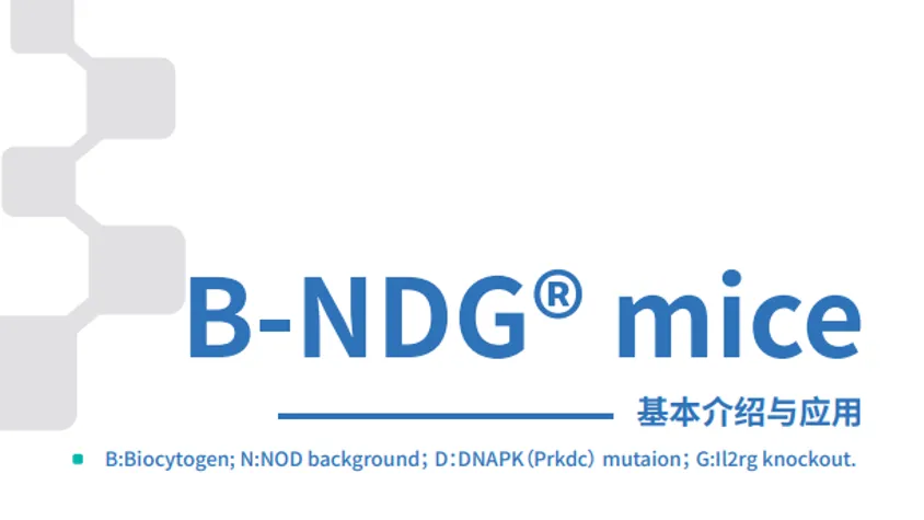 重度免疫缺陷B-NDG Mice