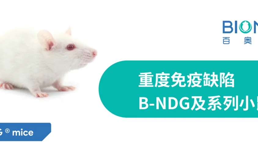 重度免疫缺陷B-NDG及系列小鼠