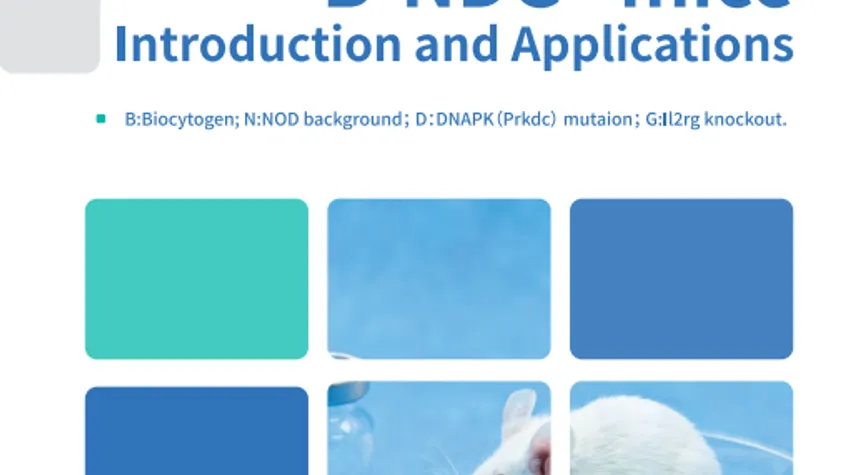 Immunodeficient (B-NDG) Mice