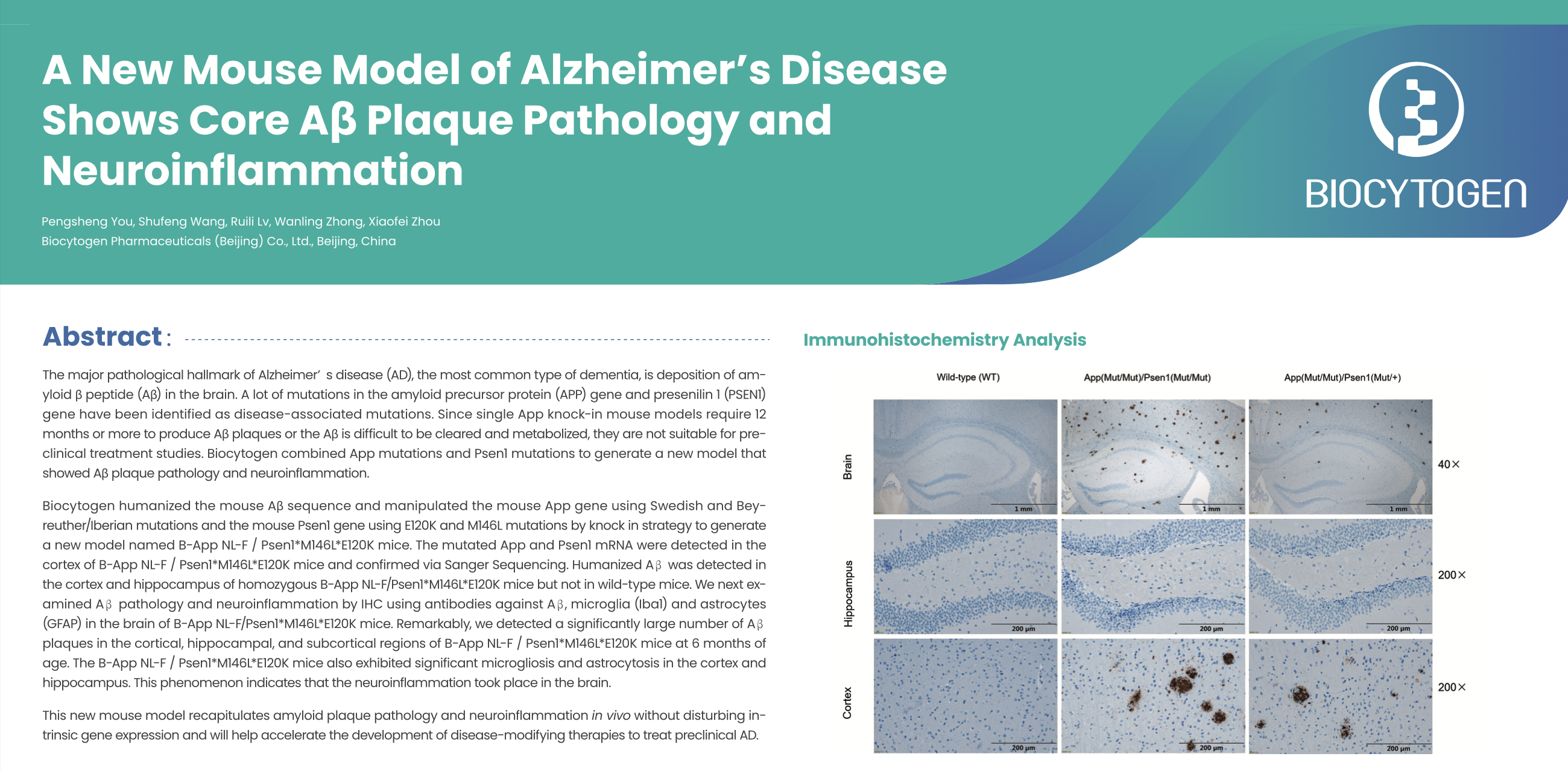 SFN 2025: A New Mouse Model of Alzheimer's Disease Shows Core Aß Plaque ...