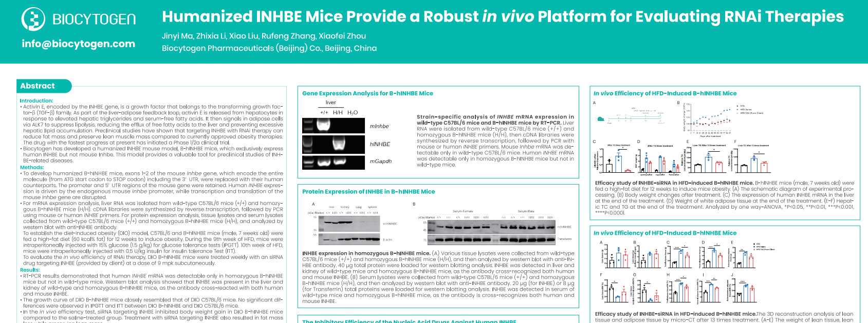 The Obesity Science & Innovation 2025: Humanized INHBE Mice Provide a Robust in vivo Platform for Evaluating RNAi Therapies