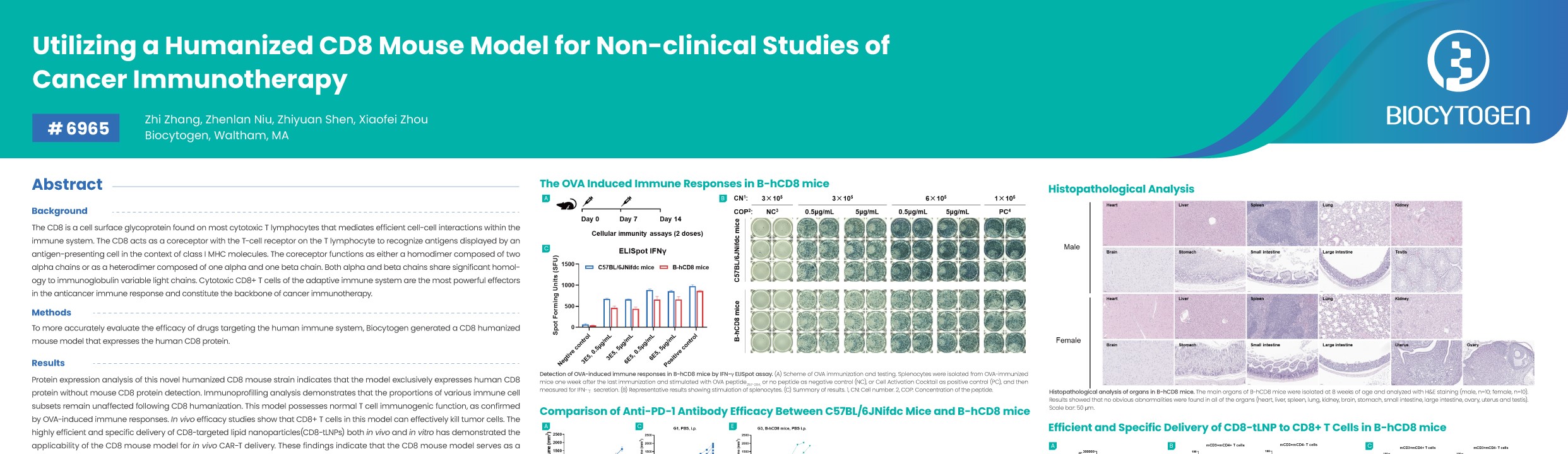 AACR 2026: Utilizing a Humanized CD8 Mouse Model for Non-clinical Studies of Cancer Immunotherapy