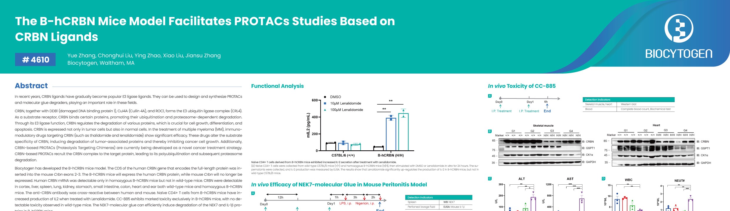 AACR 2026: The B-hCRBN Mice Model Facilitates PROTACs Studies Based on CRBN Ligands