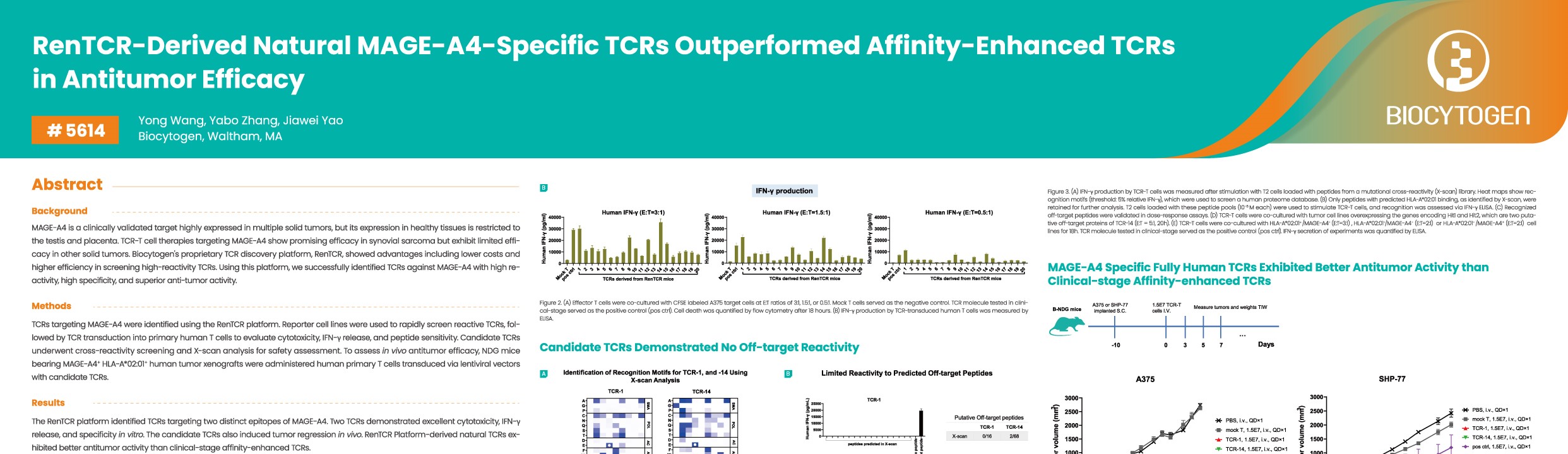 AACR 2026: RenTCR-Derived Natural MAGE-A4-Specific TCRs Outperformed Affinity-Enhanced TCRs in Antitumor Efficacy
