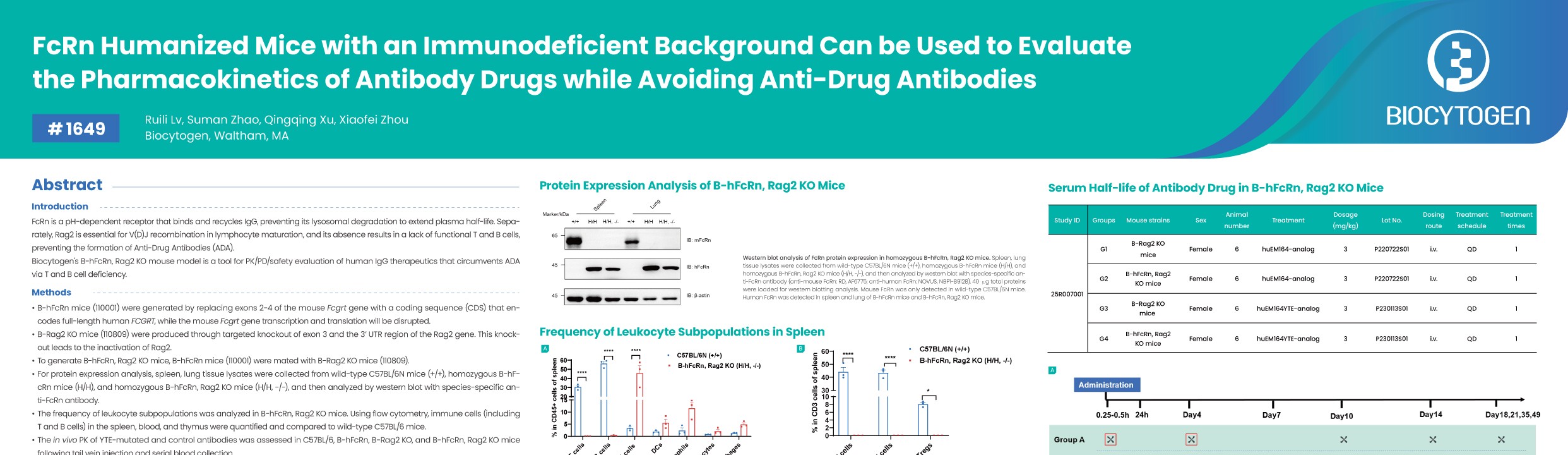 AACR 2026: FcRn Humanized Mice with an Immunodeficient Background Can be Used to Evaluate the Pharmacokinetics of Antibody Drugs while Avoiding Anti-Drug Antibodies