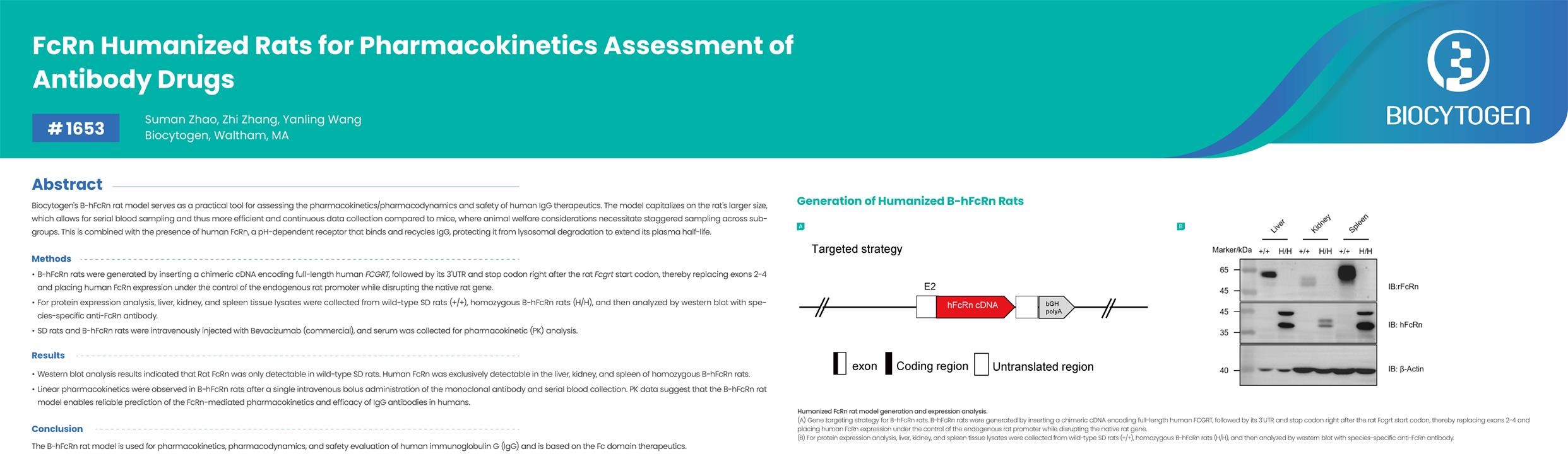 AACR 2026: FcRn Humanized Rats for Pharmacokinetics Assessment of Antibody Drugs