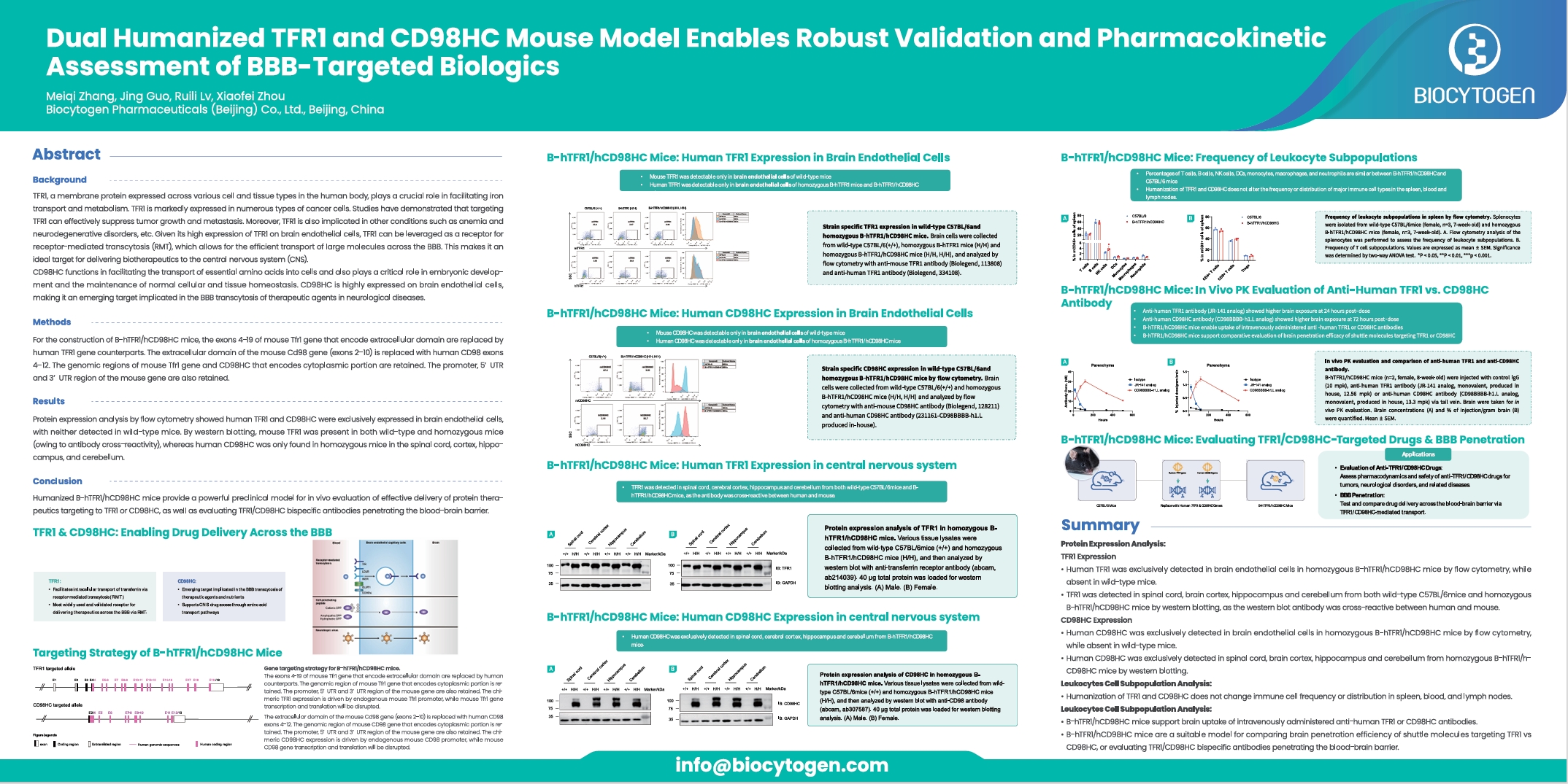 ASGCT 2026: Dual Humanized TFR1 and CD98HC Mouse Model Enables Validation and Pharmacokinetic Assessment of BBB-Targeted Biologics