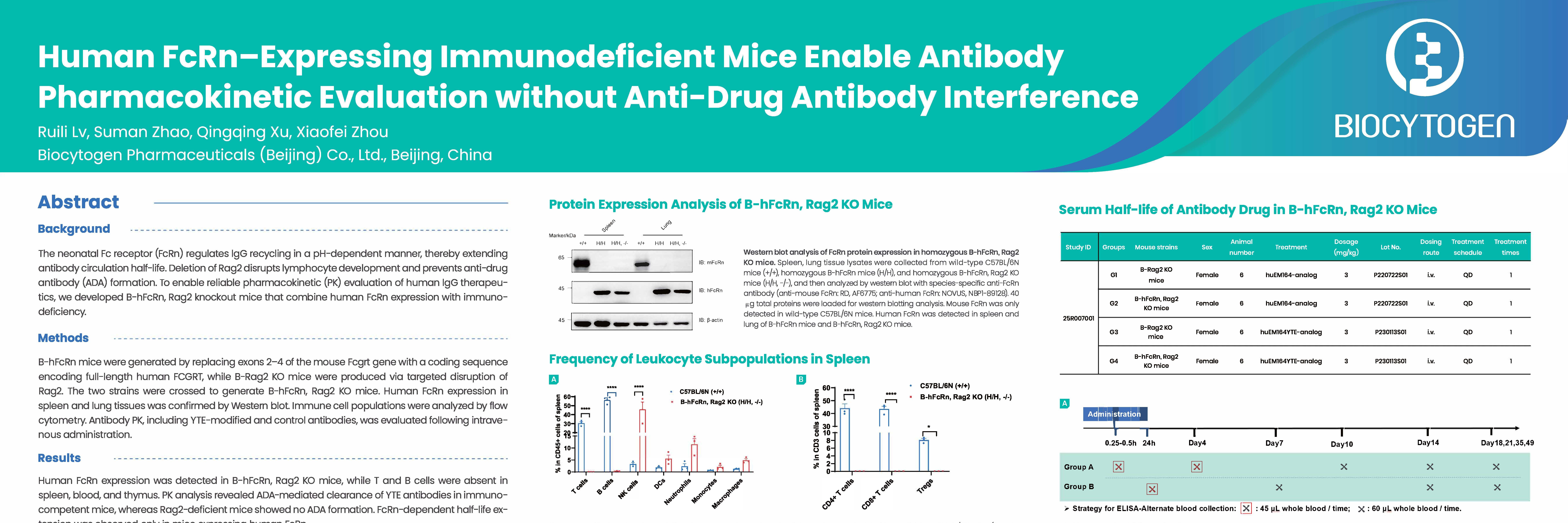 Sanofi 2026: Human FcRn-Expressing Immunodeficient Mice Enable Antibody Pharmacokinetic Evaluation without Anti-Drug Interference