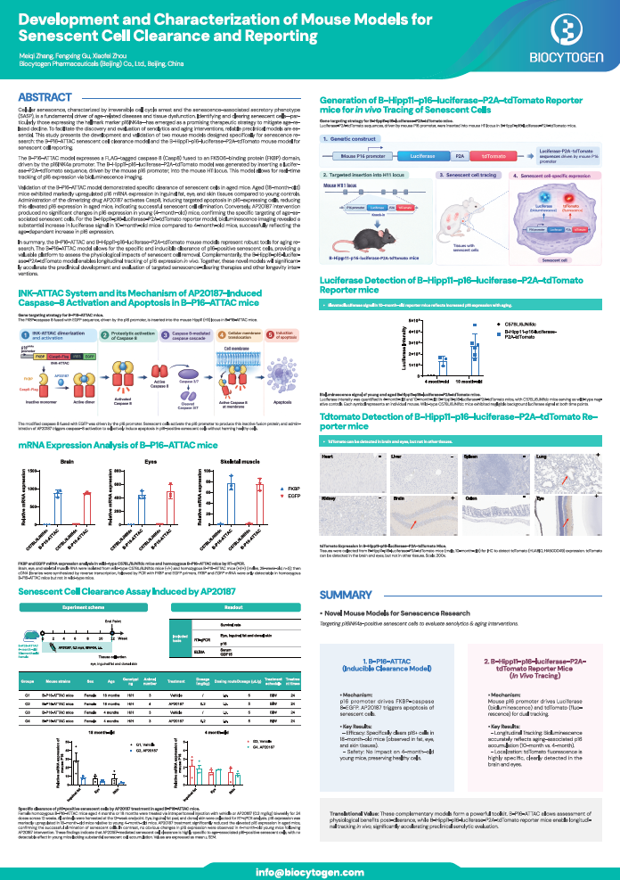 ARDD 2026: Development and Characterization of Mouse Models for Senescent Cell Clearance and Reporting