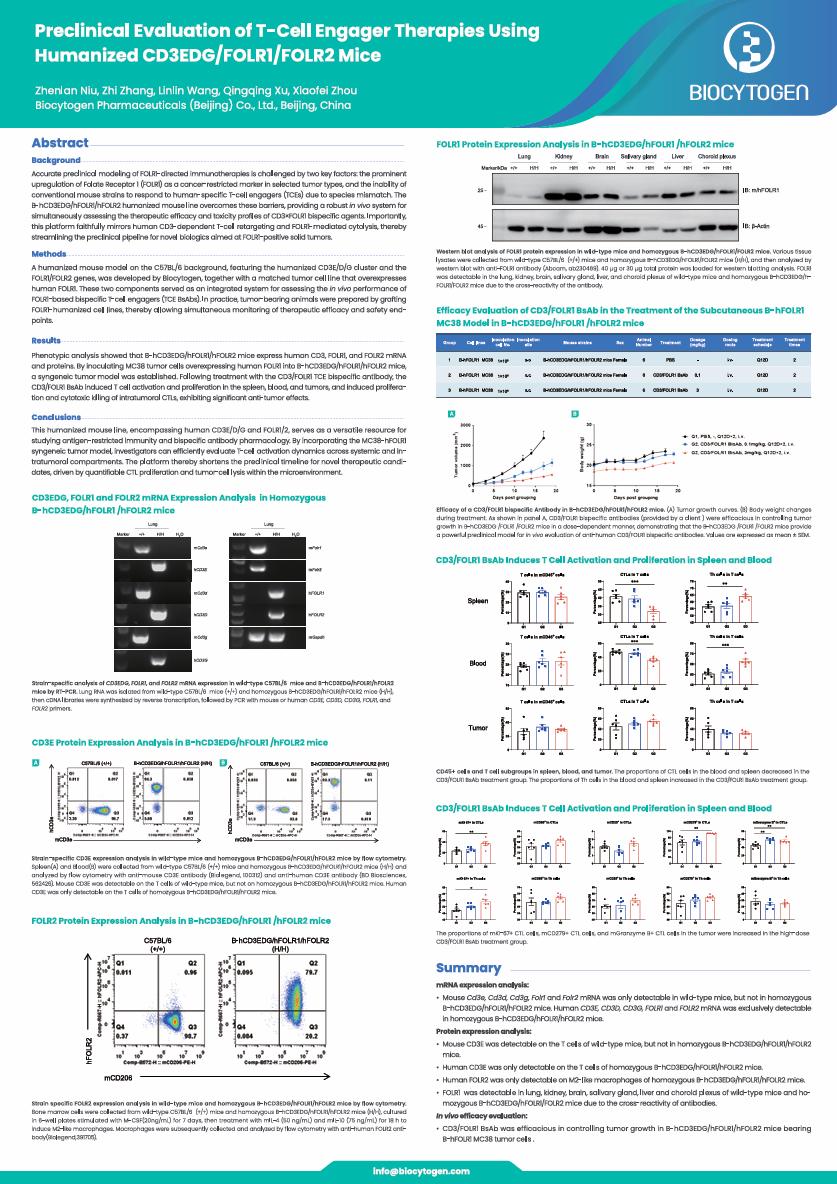 FoB 2026: Preclinical Evaluation of T-Cell Engager Therapies Using Humanized CD3EDG/FOLR1/FOLR2 Mice