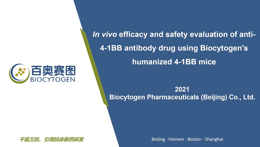 In vivo efficacy and safety evaluation of anti-4-1BB antibody drug using Biocytogen's humanized 4-1BB mice
