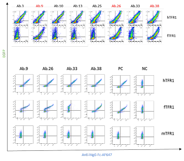 Strong binding activity to TfR1