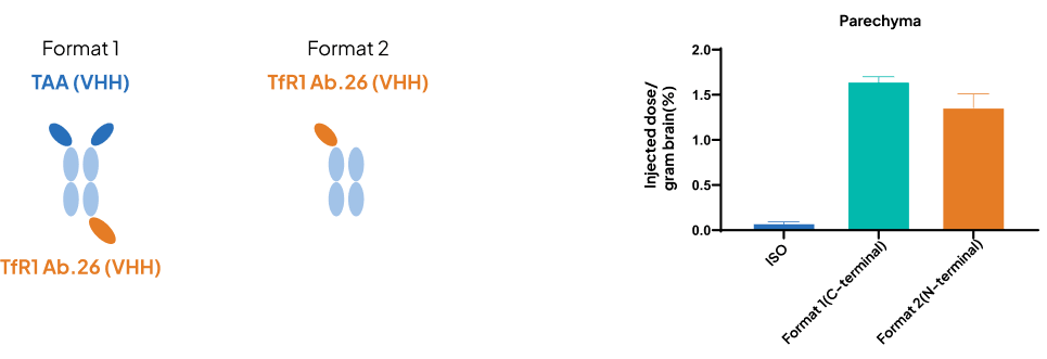 TfR1 HCAbs Efficiently Cross the BBB and Deliver Drug Payloads in TfR1 Humanized Mice (B-hTFR1)