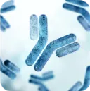 Antibody