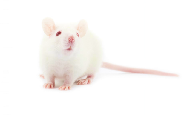 Animal Models & Cell Lines