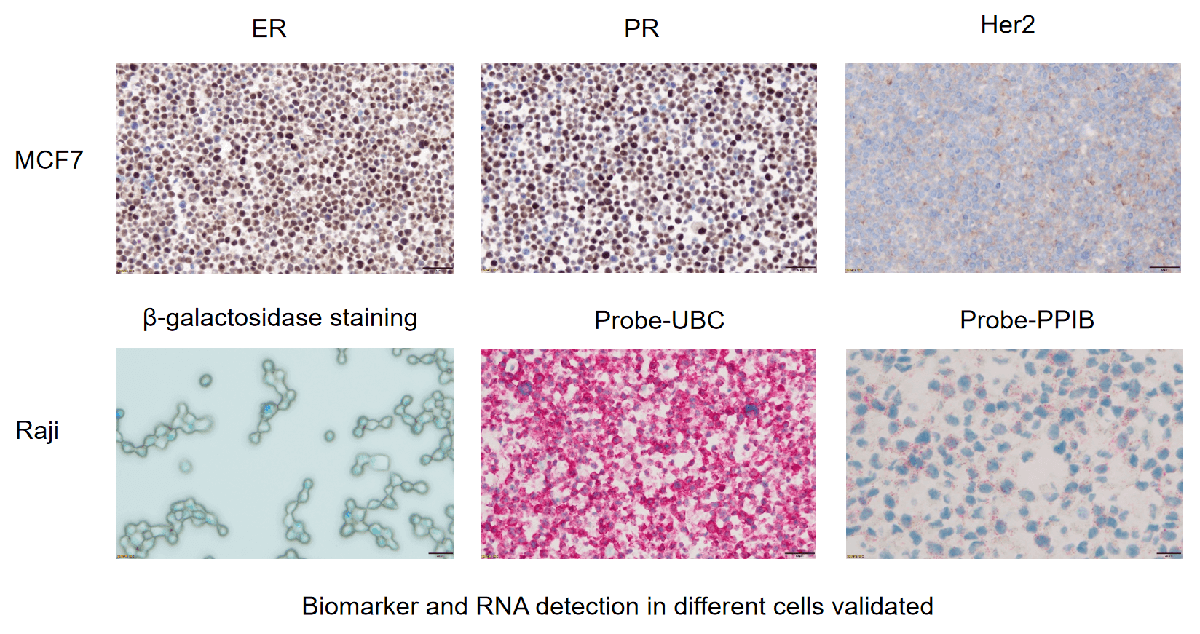 ICC Assay