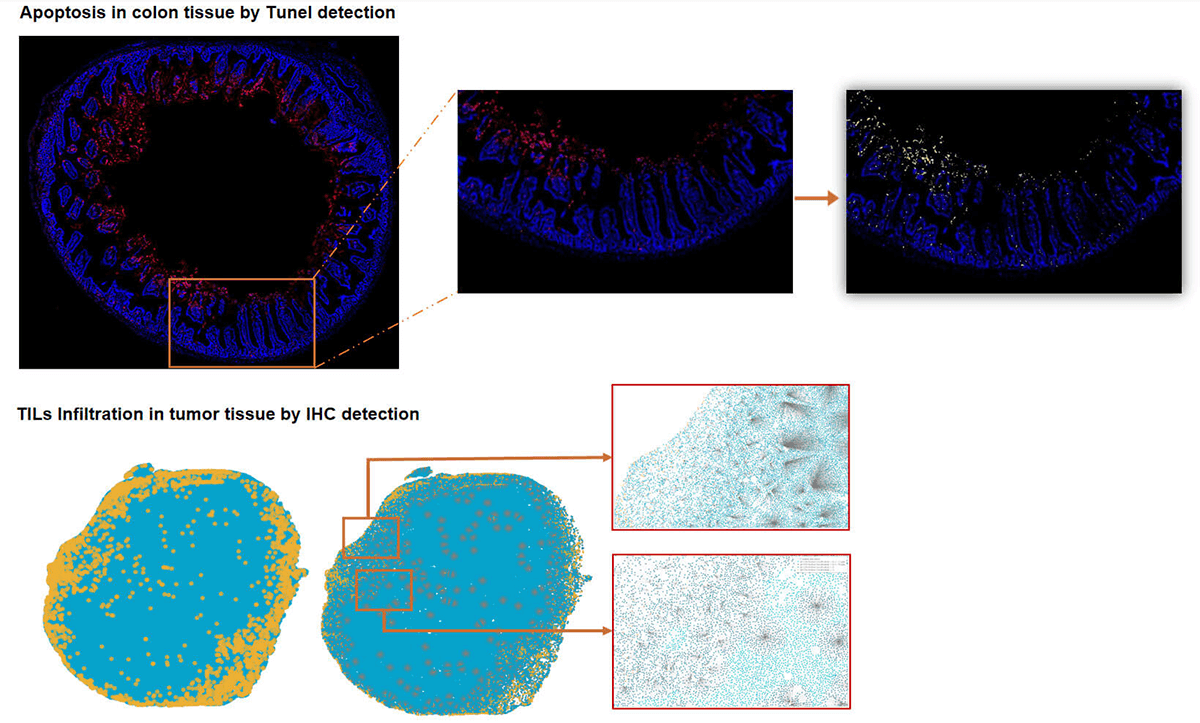 IHC/Tunel Staining and Analysis-HALO Analysis